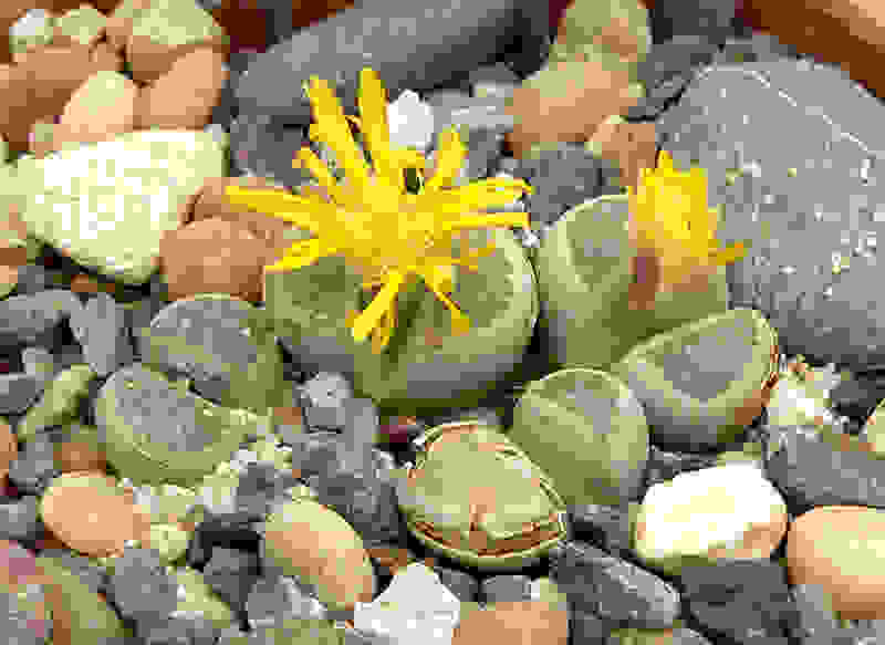 Lithops-412__.jpg