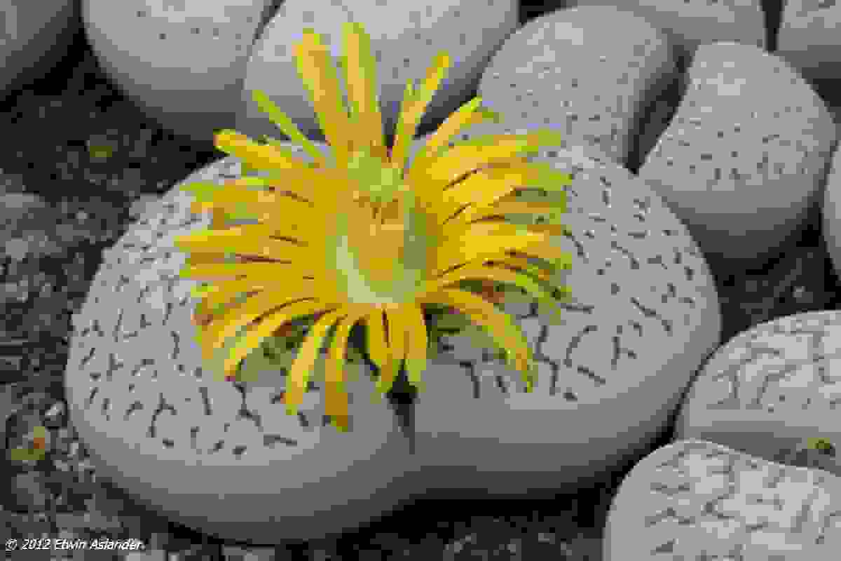 Lithops-8.jpg