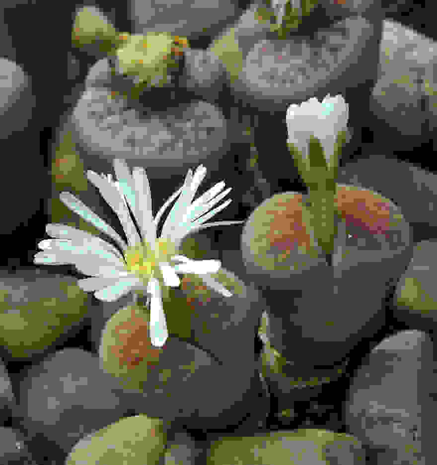 Lithops-karasmontana-1.jpg