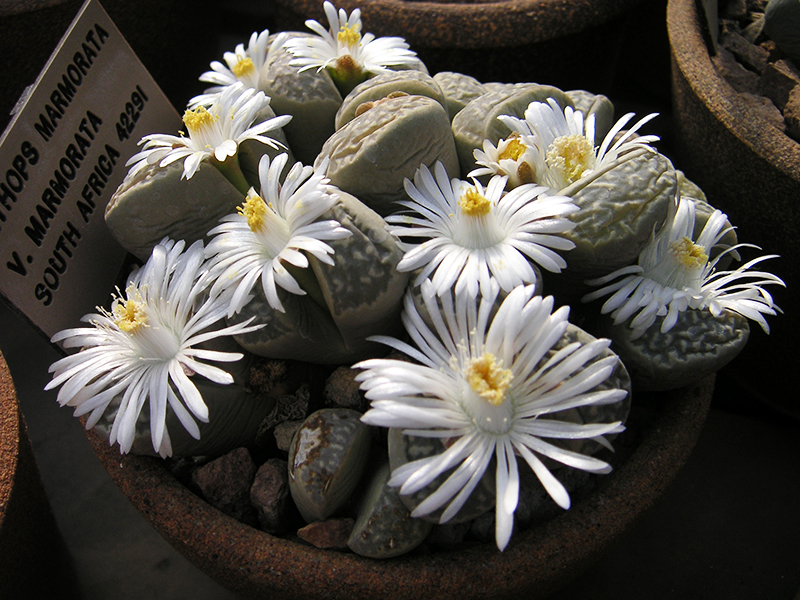 Lithops-marmorata.JPG