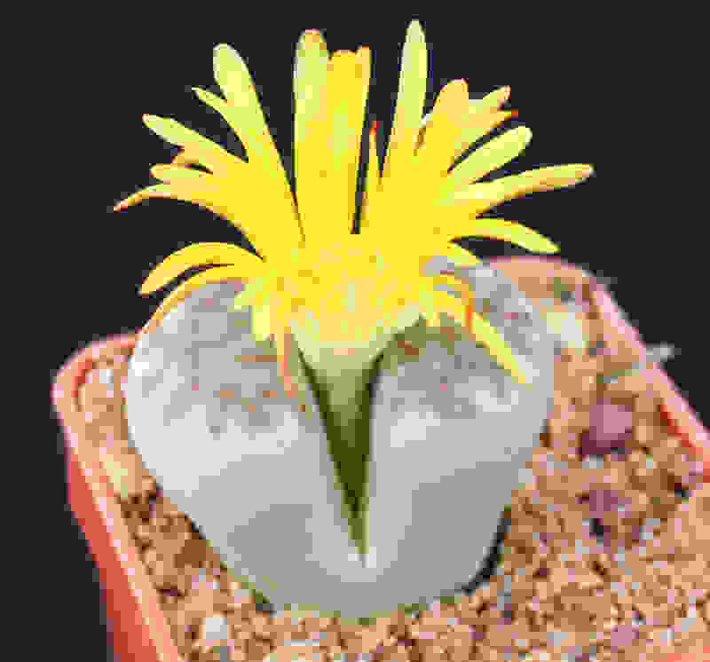 Lithops002.jpg
