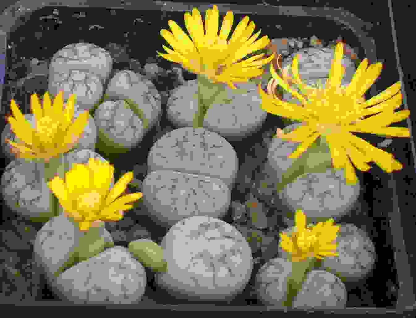 Lithops007.jpg