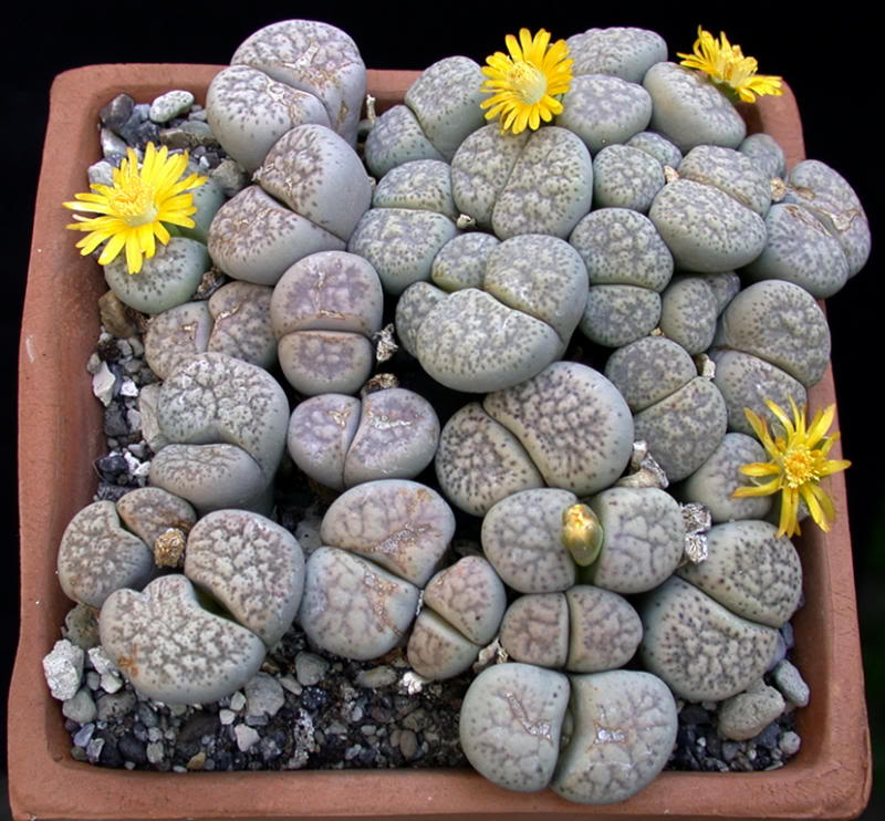Lithops01.jpeg