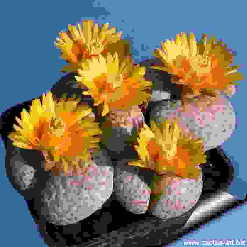 Lithops010.jpg