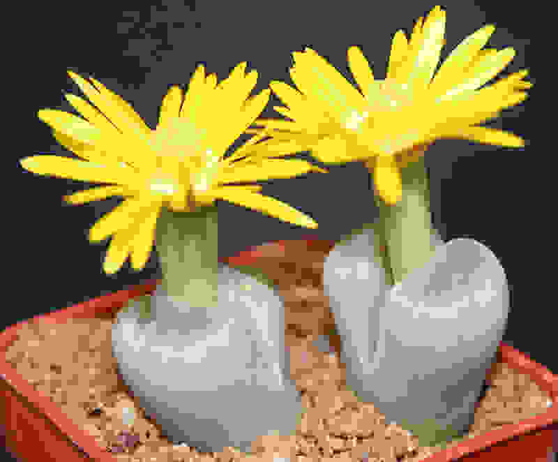 Lithops02.jpg