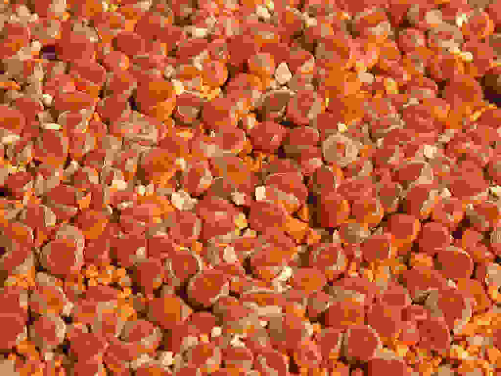 Lithops1.jpg