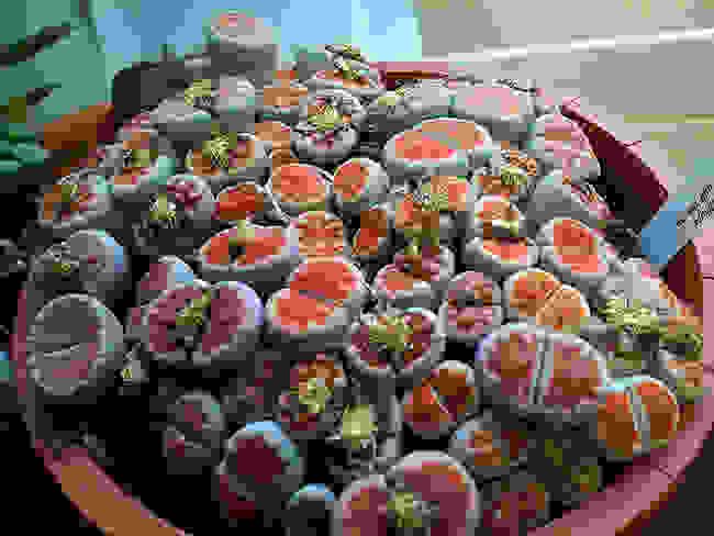 Lithops104.jpg