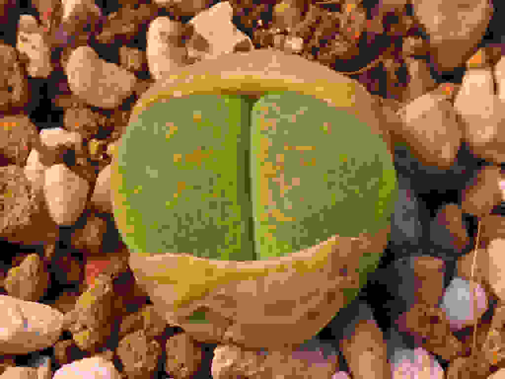 Lithops12__.jpg