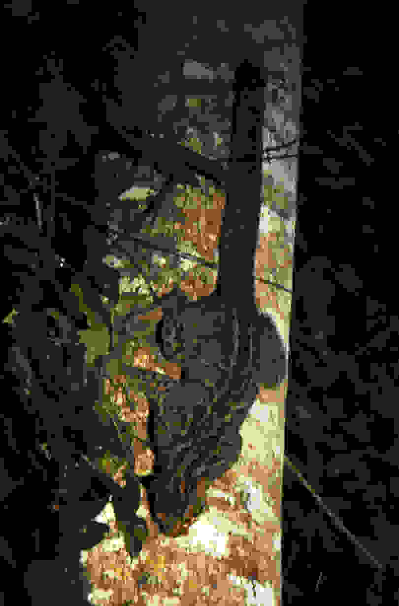 Marbled-cat-borneo.jpg