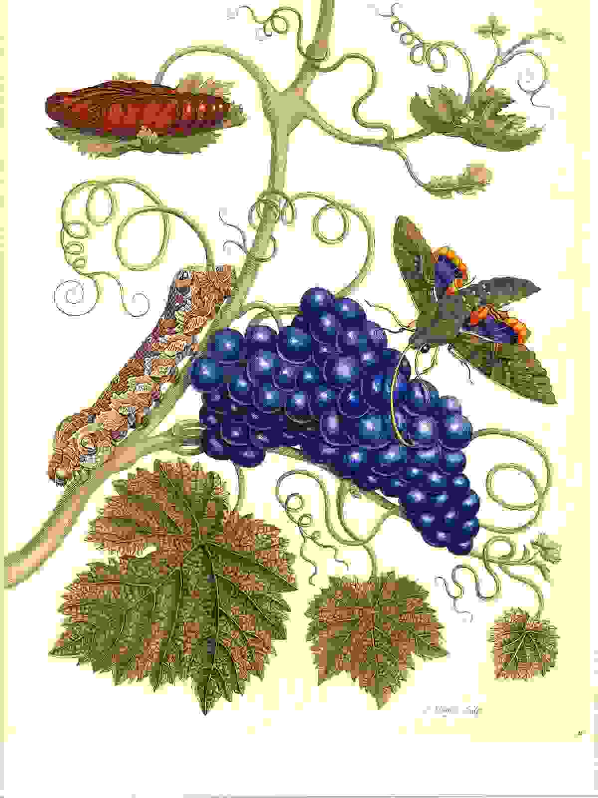 Maria-Sibylla-Meriam-Metamorphosis-Insectorum-Surinamensium.jpg