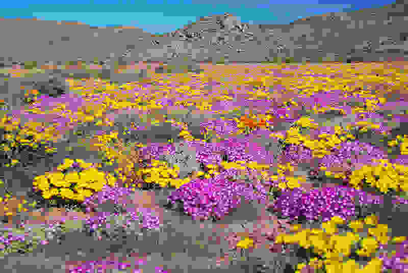 Namaqualand0.jpg