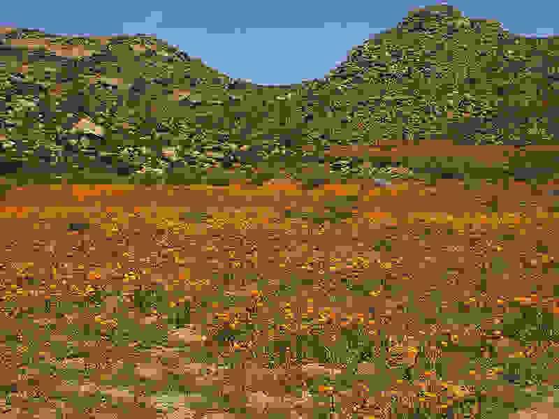 Namaqualand11.jpg