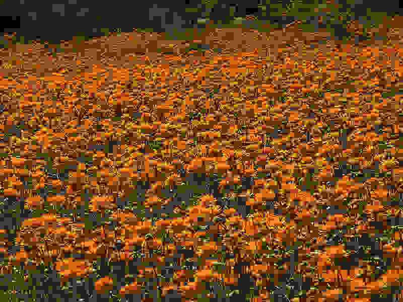 Namaqualand12.jpg
