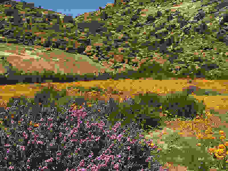 Namaqualand13.jpg