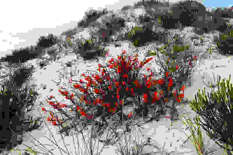 Namaqualand16.jpg