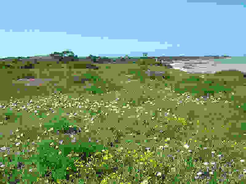 Namaqualand179.jpg