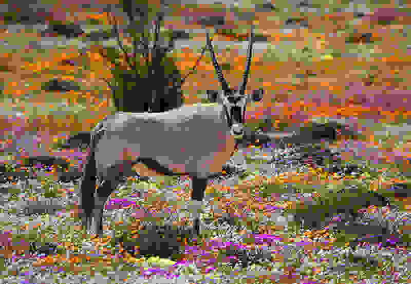 Namaqualand4.jpg