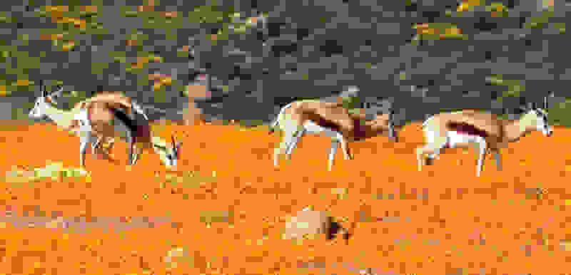 Namaqualand5.jpg