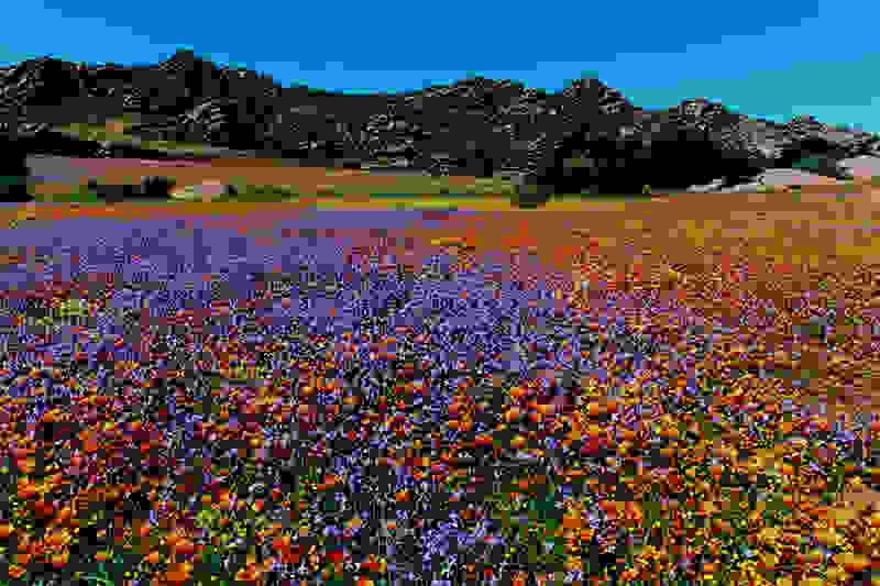 Namaqualand7.jpg
