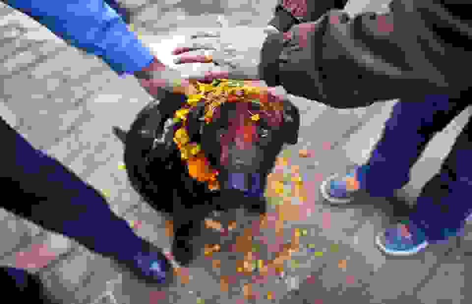 Nepalese-policemen-apply-vermillion-powder-and-perform-rituals-over-a-dog-during-the-Tihar-Diwali-festival-celebrations-at-a-police-kennel-division-in-Kathmandu-Nepal-on-November-13-2012.-Dogs-are-worshiped-to-acknowledge-th-960x618.jpg
