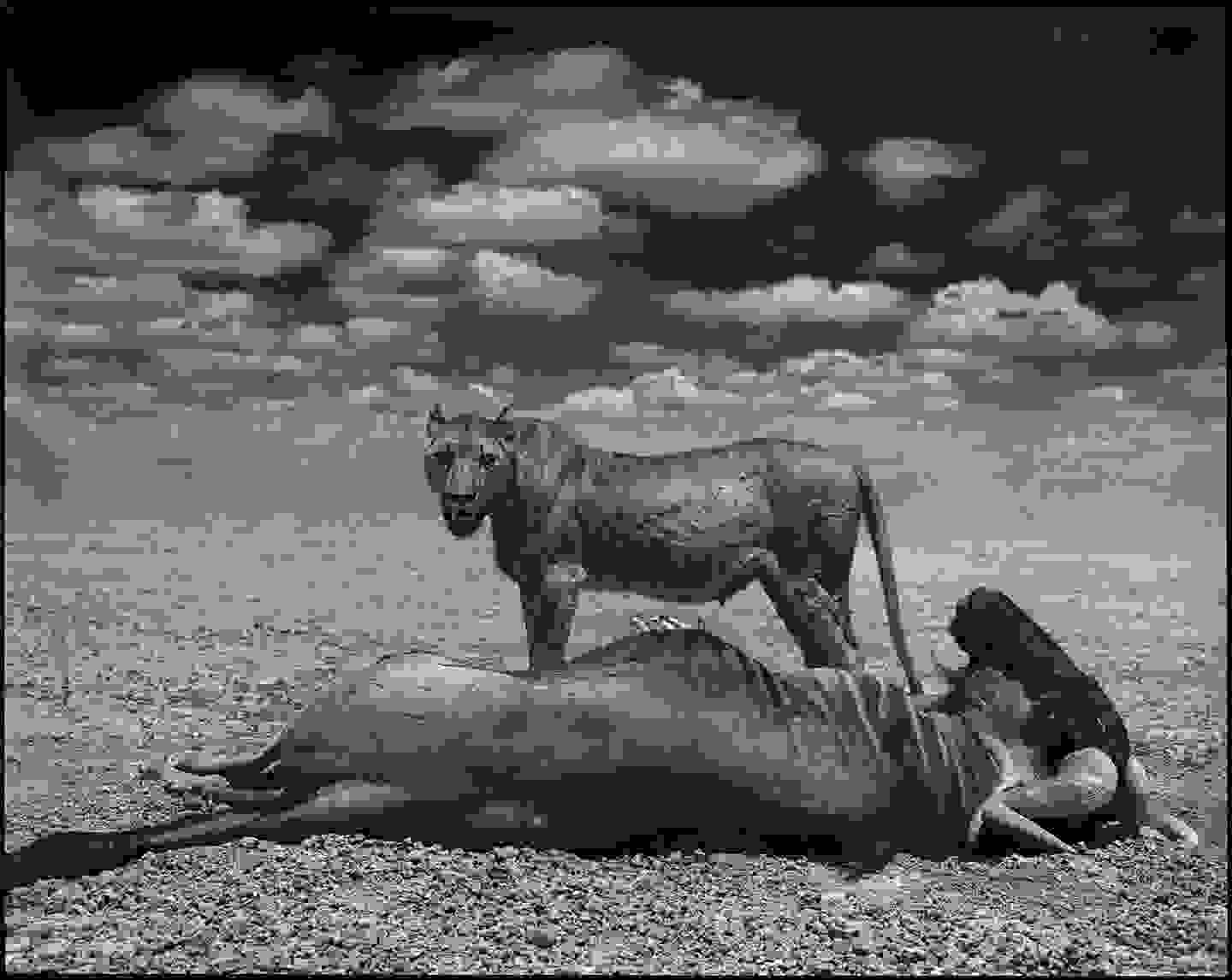 Nick_Brandt8.jpg