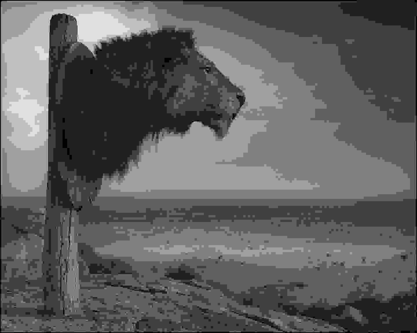 Nick_Brandt89.jpg
