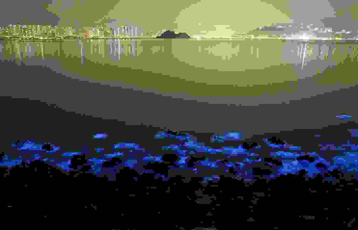 Noctiluca-scintillans-4.jpg