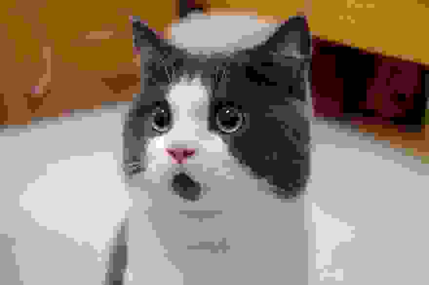 OMG-cat-1__880.jpg