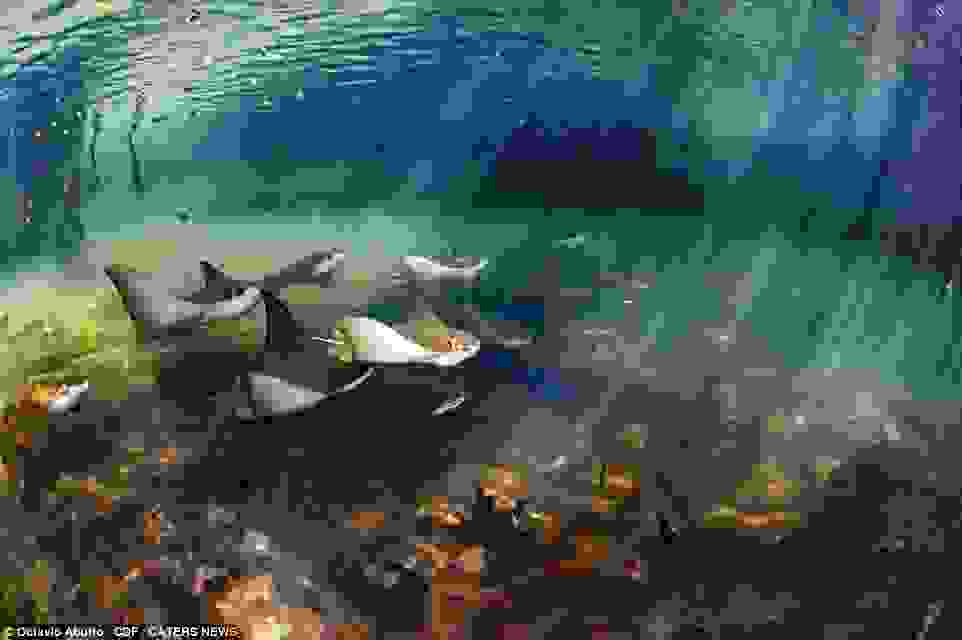 Octavio-Aburto-Galapagos0.jpg