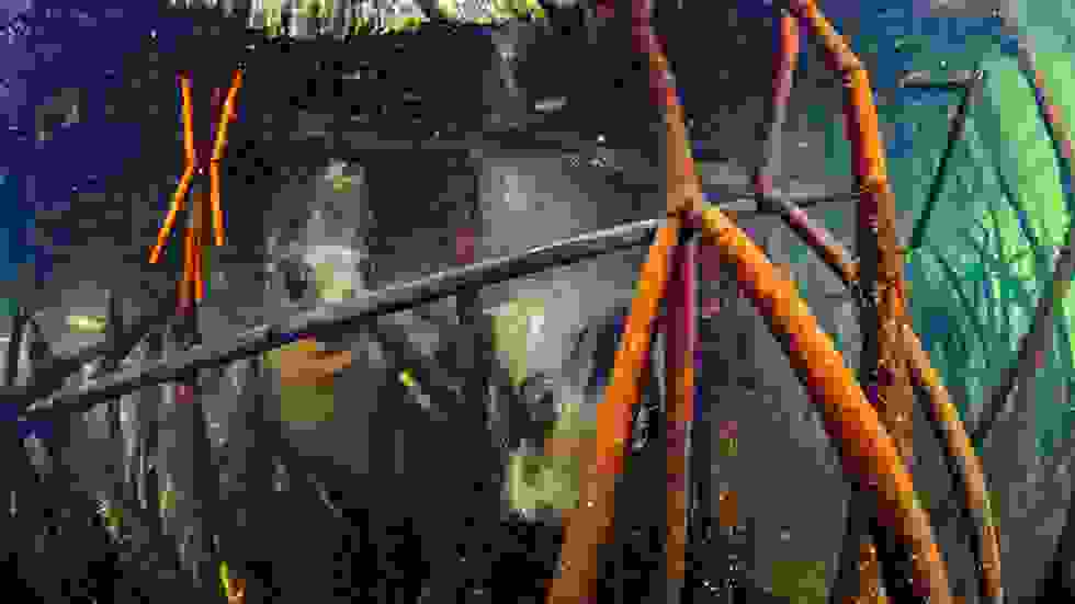 Octavio-Aburto-Galapagos16.jpg