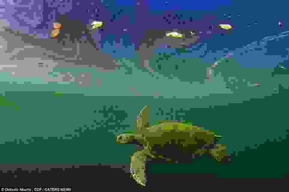 Octavio-Aburto-Galapagos2.jpg