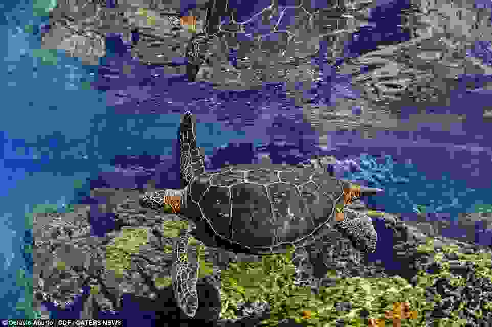 Octavio-Aburto-Galapagos4.jpg