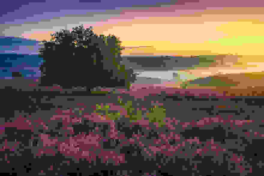 Purple-Heaven.jpg