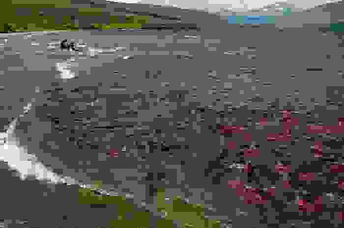 Salmonid-Fish-1