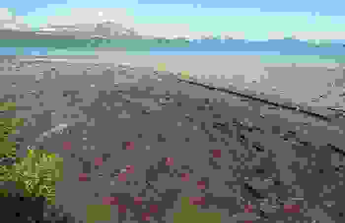 Salmonid-Fish-2.jpg