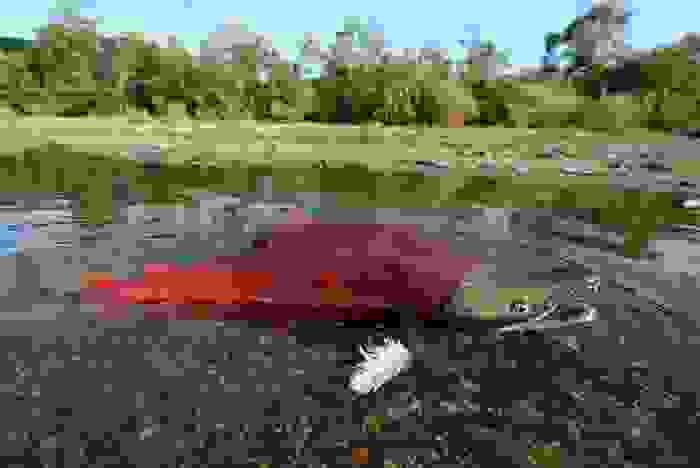Salmonid-Fish-4.jpg
