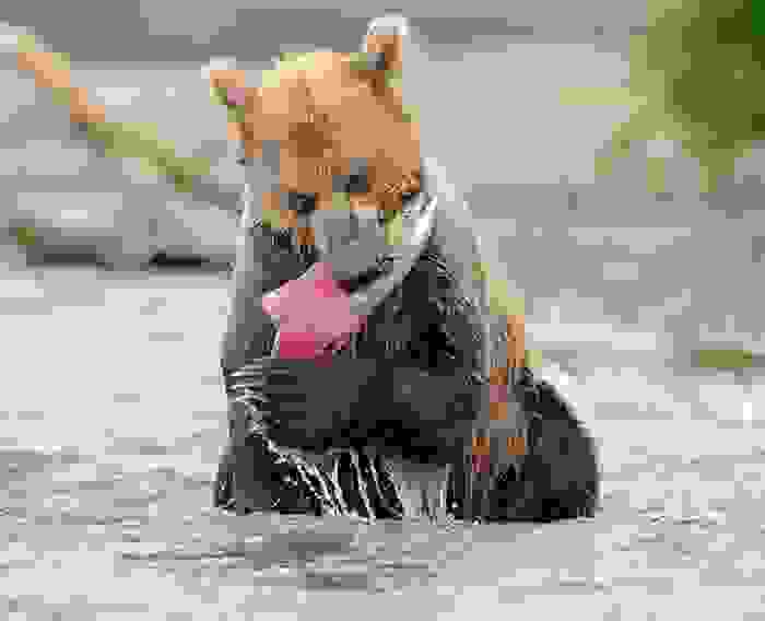 Salmonid-Fish-8.jpg