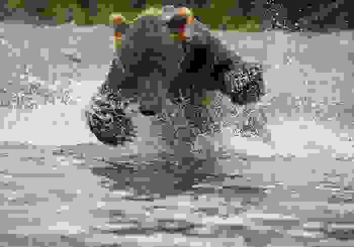 Salmonid-Fish-9.jpg