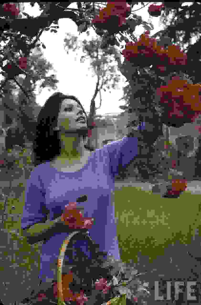 Sophia_Loren_H.jpg