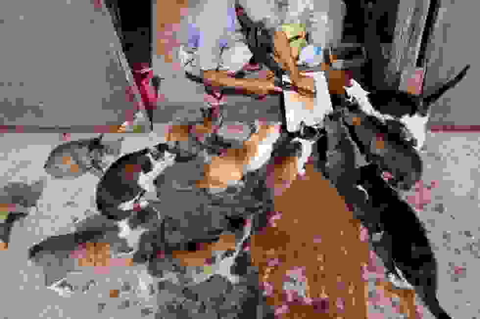 Tashirojima-3.jpg
