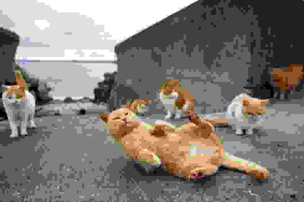 Tashirojima.jpg