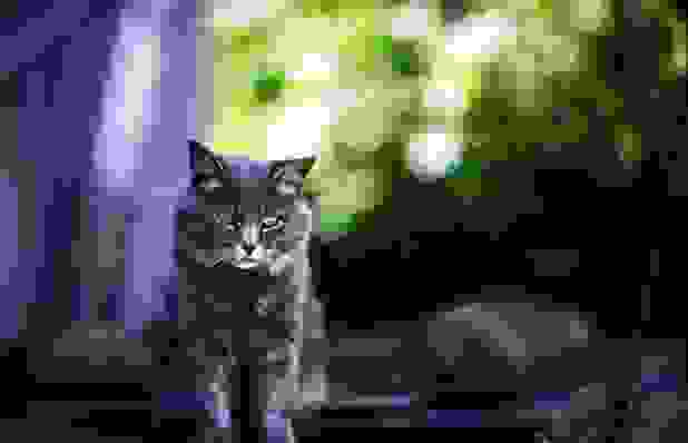 Tashirojima00.jpg