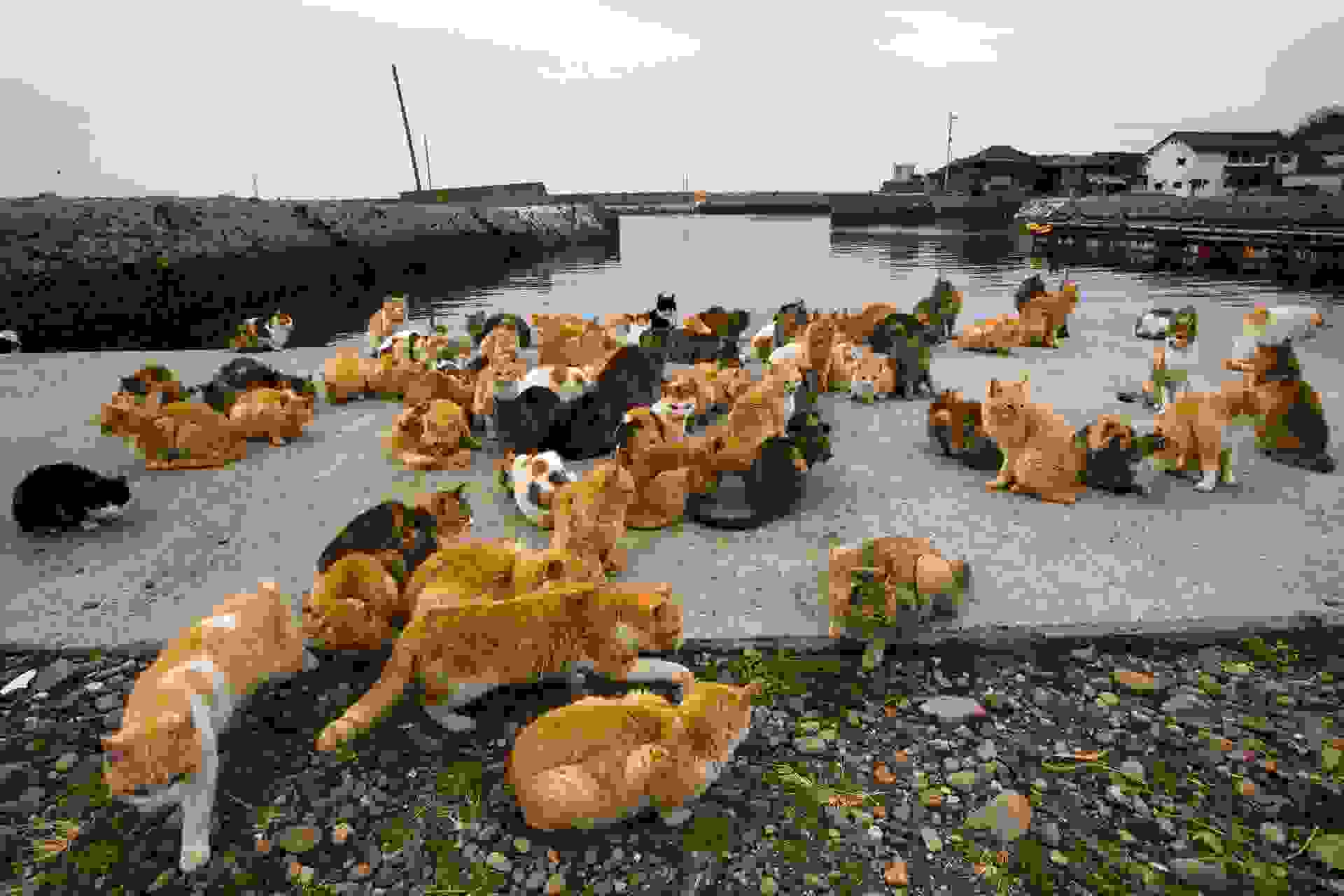 Tashirojima4.jpg