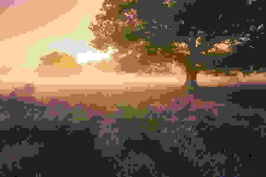 Trees-of-Silence0.jpg