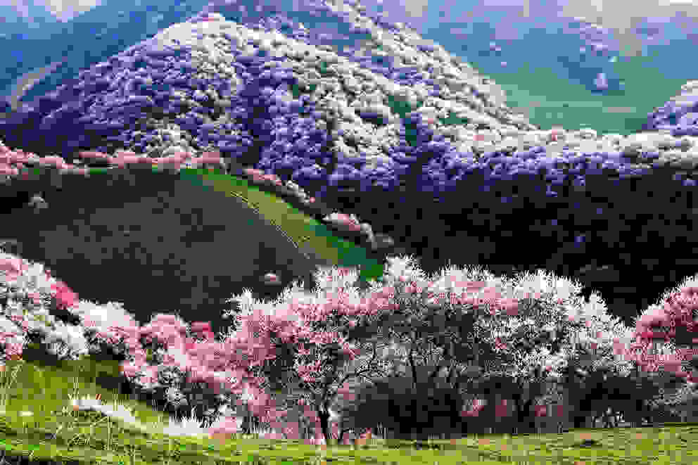 Yili-Apricot-Valley-0.jpg