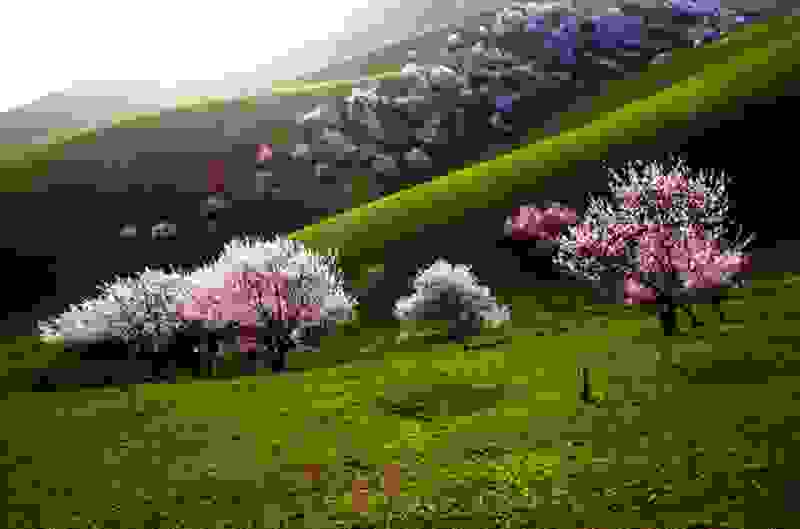 Yili-Apricot-Valley-1.jpg
