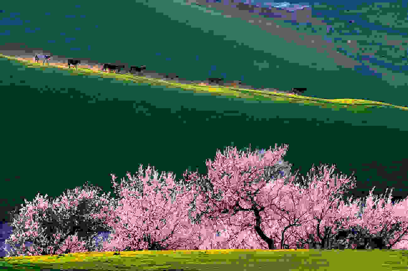 Yili-Apricot-Valley-2.jpg
