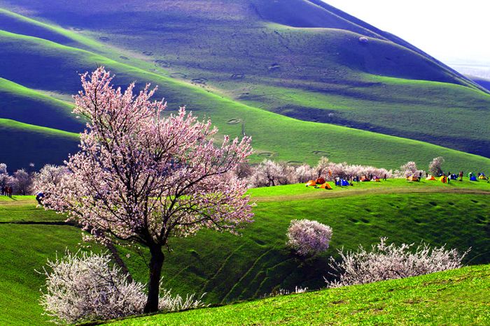 Yili-Apricot-Valley-4.jpeg