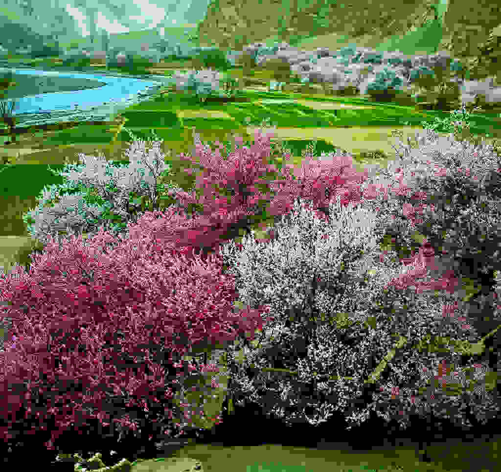 Yili-Apricot-Valley-7.jpg