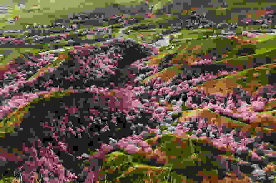 Yili-Apricot-Valley-8.jpg